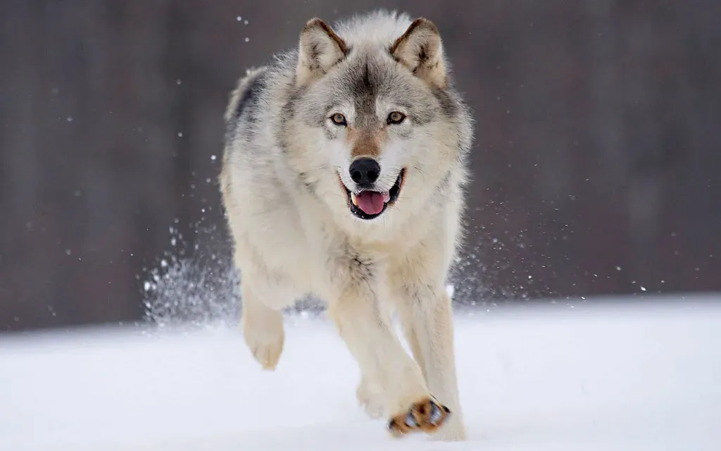 The Evolutionary Roots: Wolves to Wagging Tails (Image Credits: Flickr)