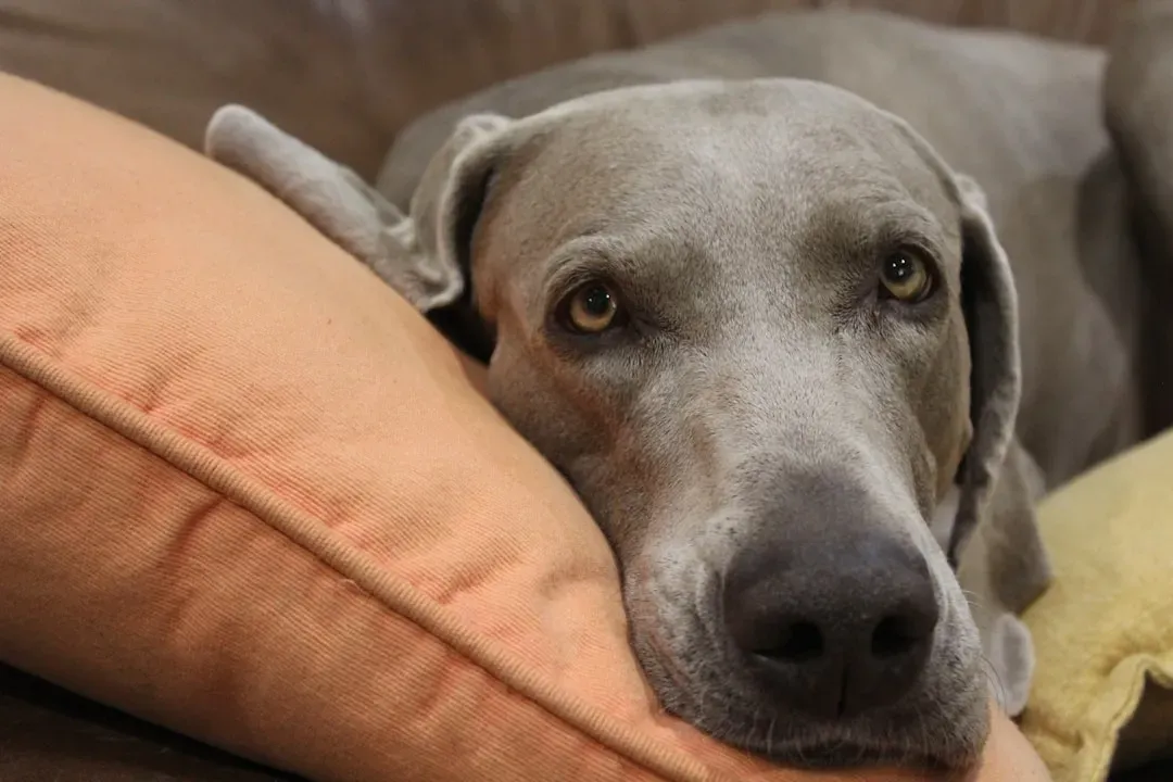 The Hidden Cost: What Emotional Unavailability Does to Your Dog's Well-being (Image Credits: Unsplash)