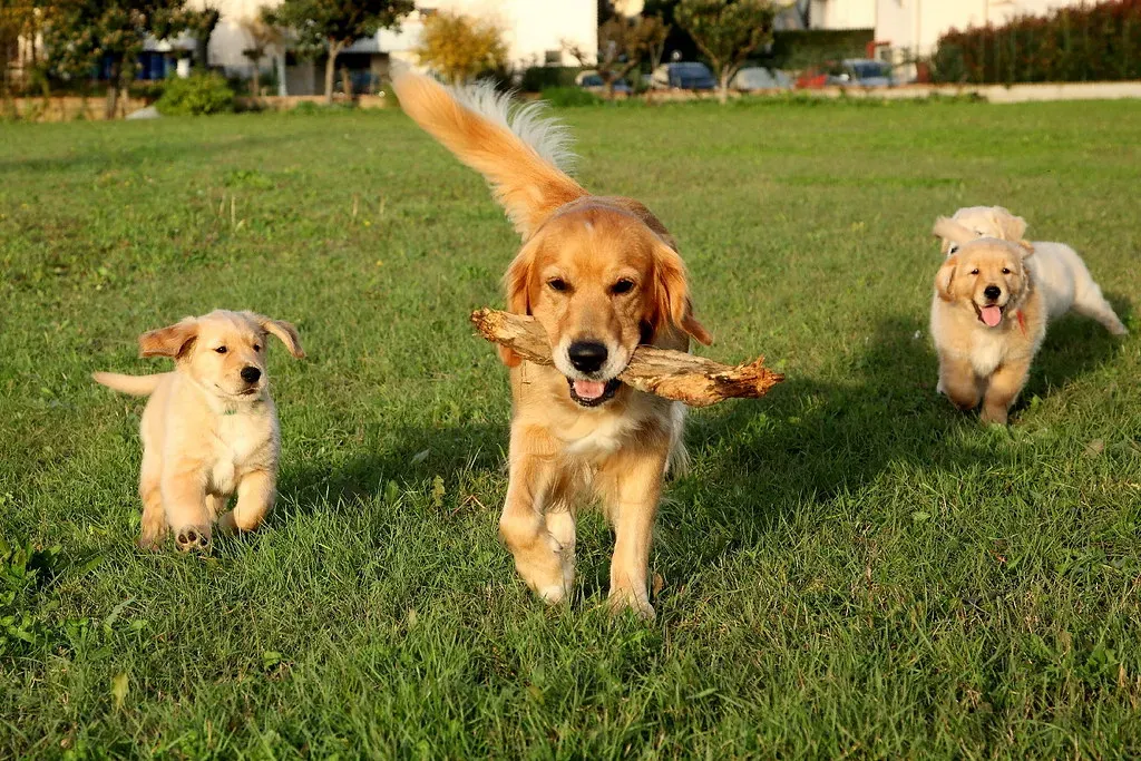 3. Golden Retriever: The Social Butterfly of the Sidewalk (Franco Vannini, Flickr, CC BY 2.0)
