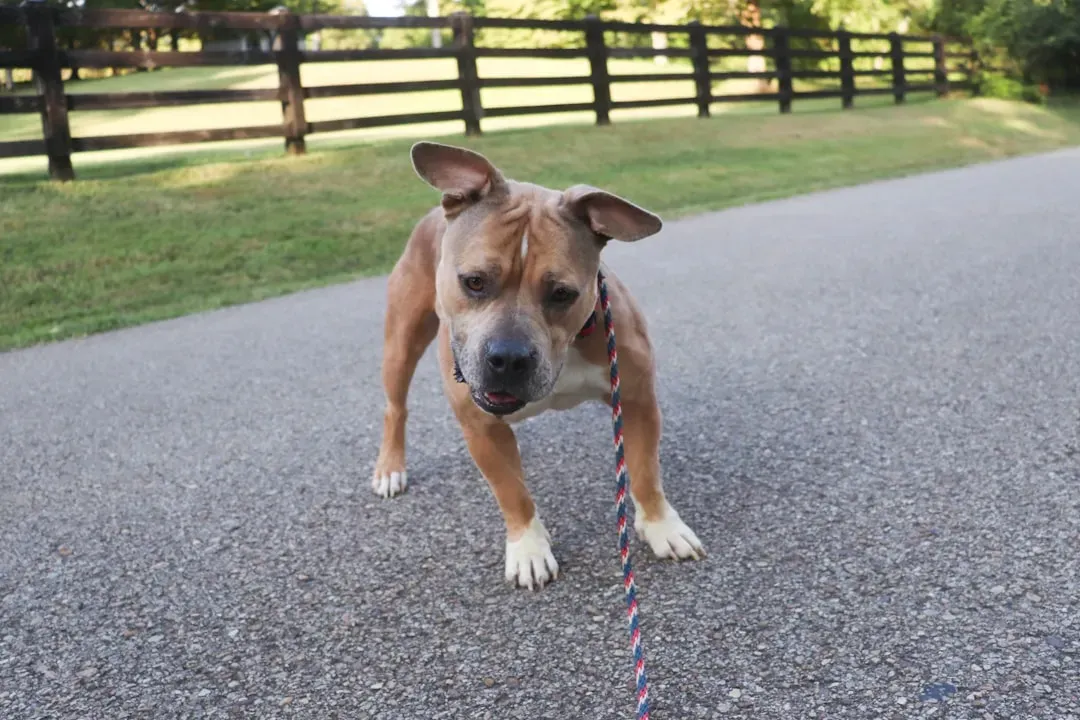 6. Tilting Their Head When You Speak (Image Credits: Unsplash)