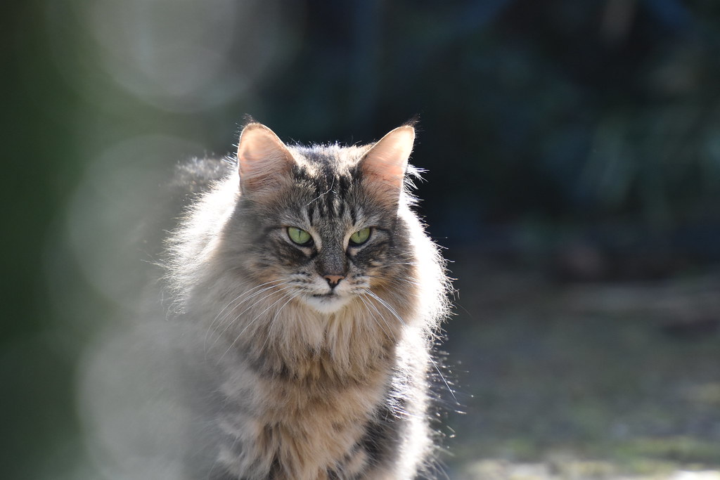 Capricorn: The Ambitious Achiever's Structured Norwegian Forest Cat (Image Credits: Flickr)