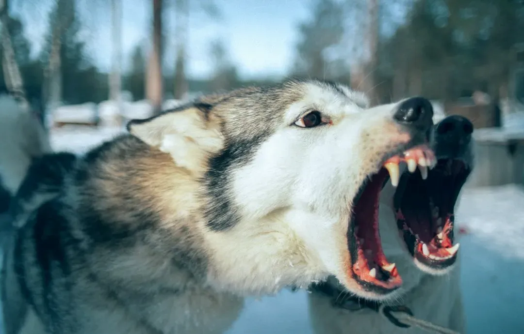 #9 - Dogs Hear Anger Louder Than Happiness, Even in Languages They've Never Heard (Image Credits: Unsplash)