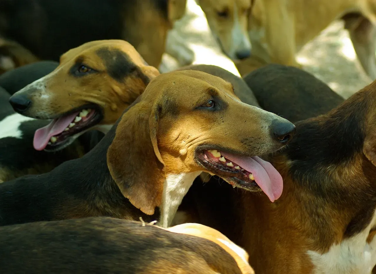 The Ancient Pack Instinct That Drives Your Dog's Devotion (Image Credits: Pixabay)