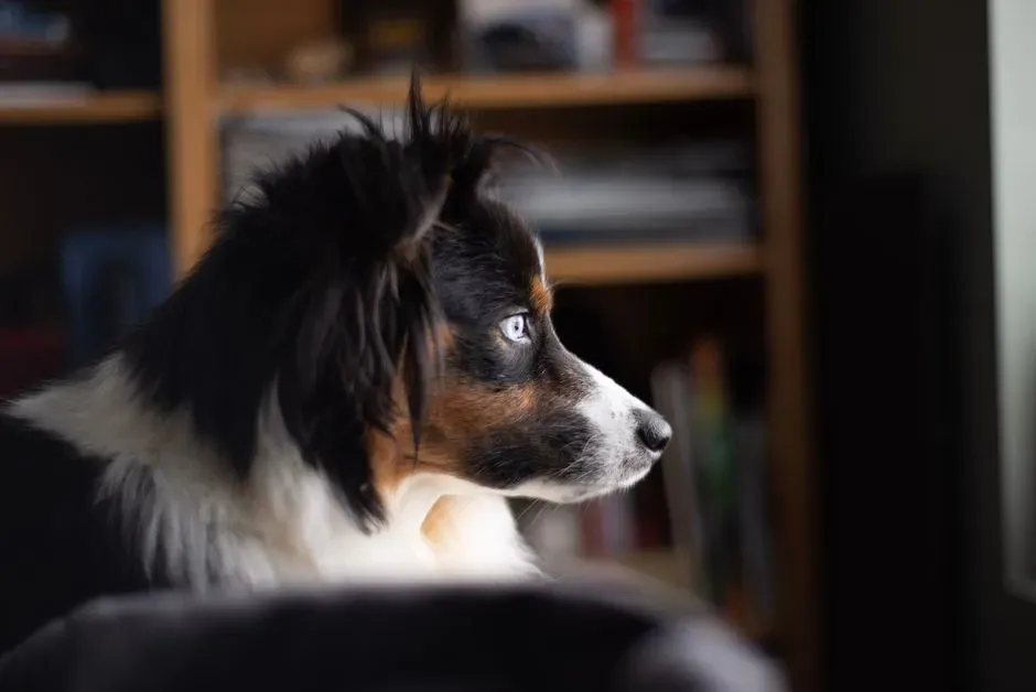 Australian Shepherd (Image Credits: Pexels)
