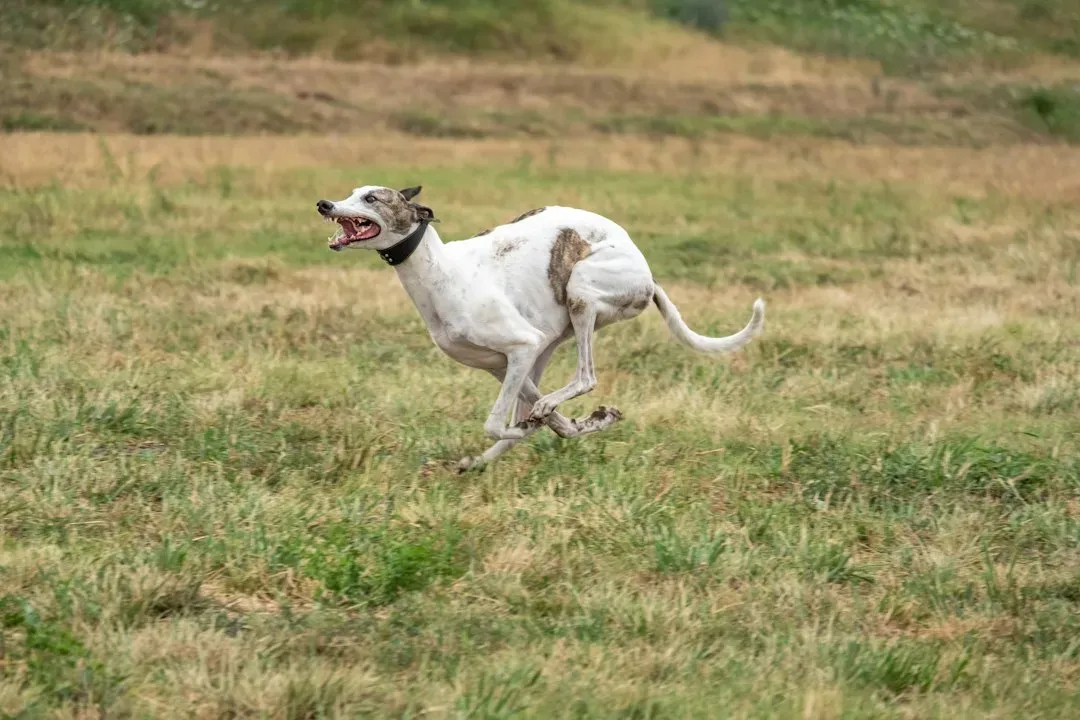 3. Greyhounds: Built for Speed, Not For Hours of Running (Image Credits: Unsplash)