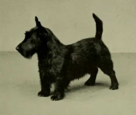 8. Scottish Terrier &ndash; The Stubborn Aristocrat (Image Credits: Wikimedia)