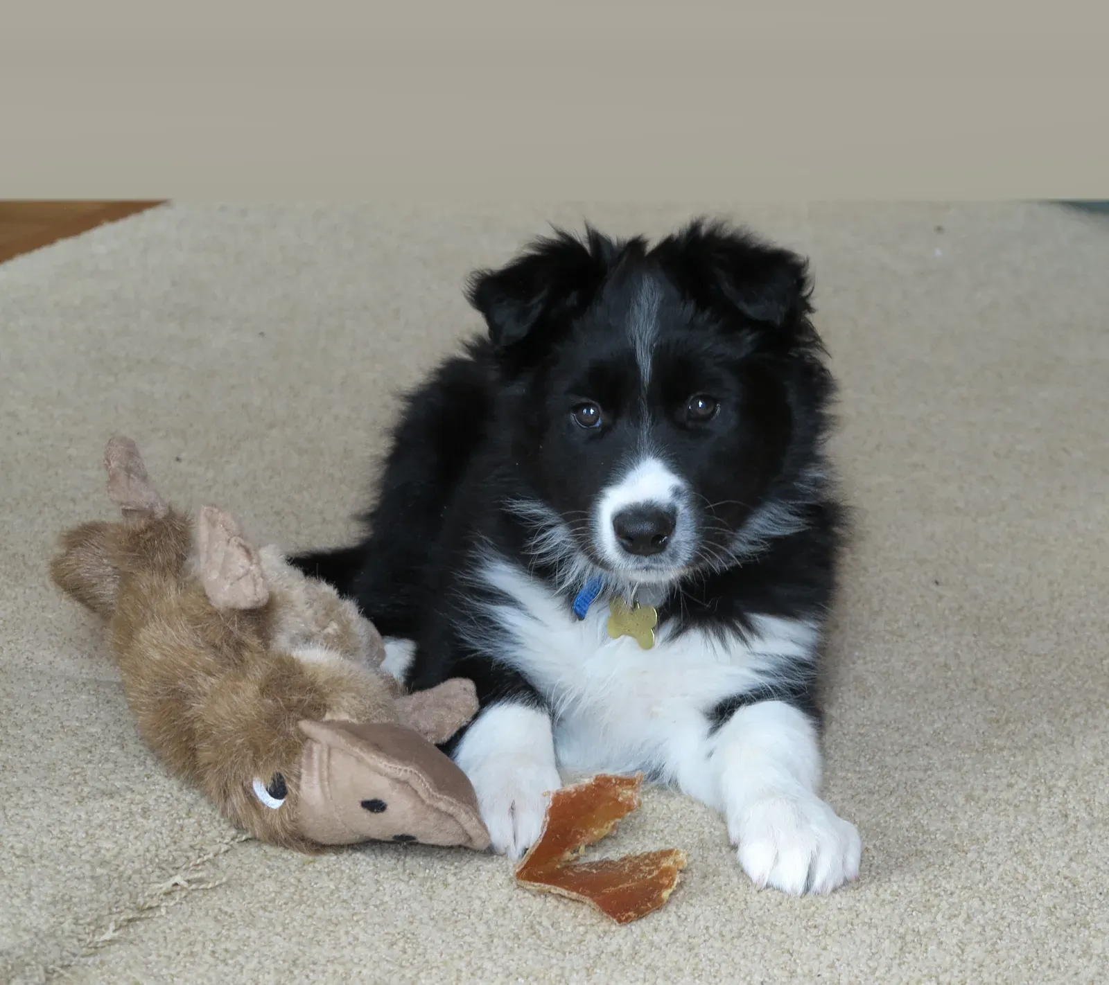 Border Collies and Their Intense Focus (Image Credits: Wikimedia)