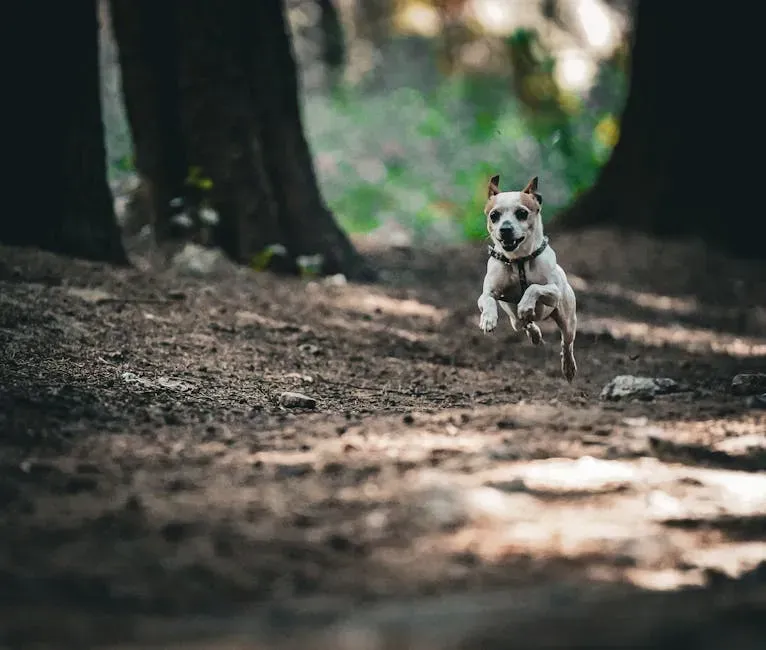 Conclusion: Your Dog's Zoomies Are Telling You Something (Image Credits: Pexels)