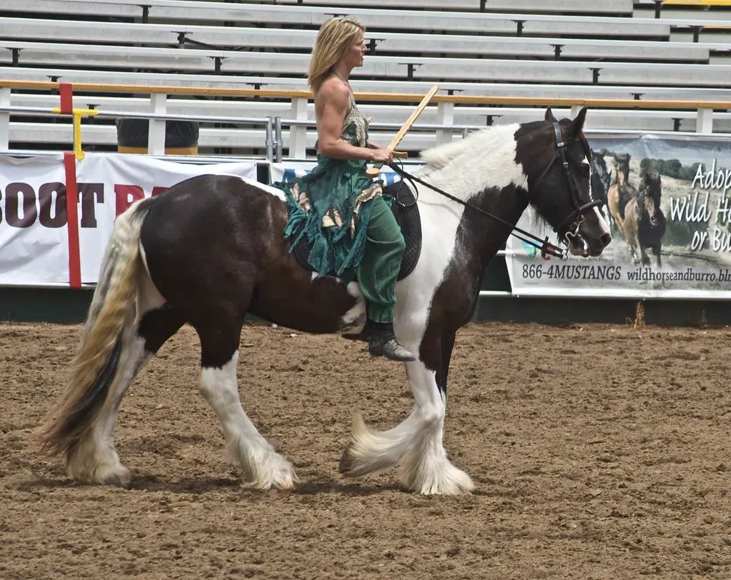 9. Gypsy Vanner (Gypsy Cob): Hair, Feathers, and Hidden Costs (Just chaos, Flickr, CC BY 2.0)