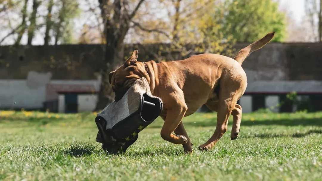 The Boxer: The Wiggling, Bouncing Ball of Joy (Image Credits: Unsplash)