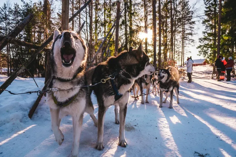 #6: When the Screaming Is a Warning Sign (Image Credits: Pexels)