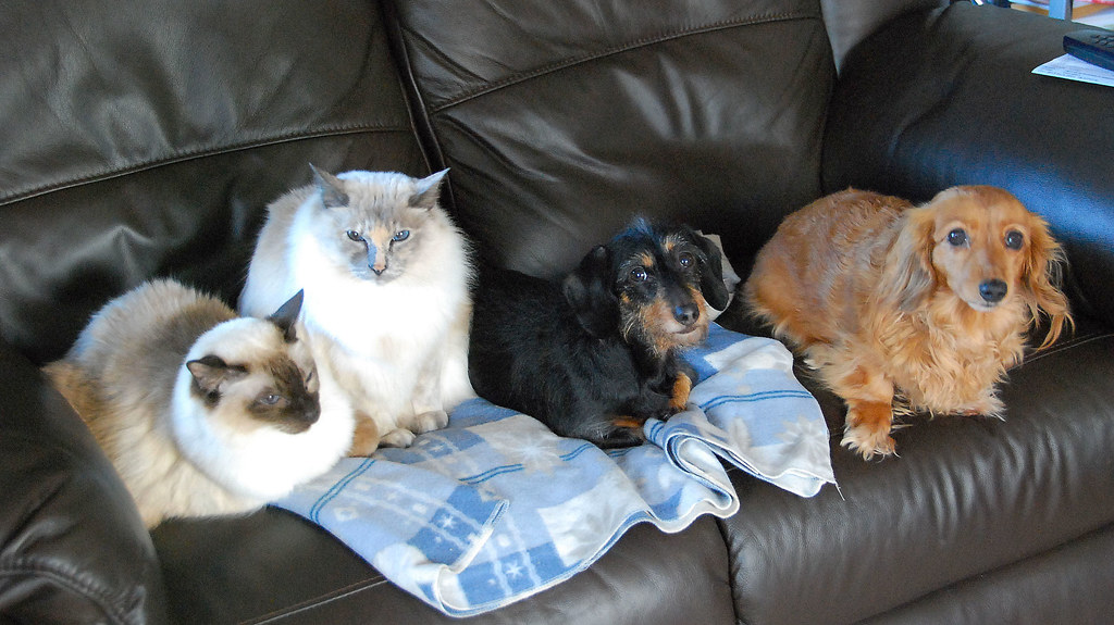 What's Really Going On in Multi-Pet Homes (Image Credits: Flickr)