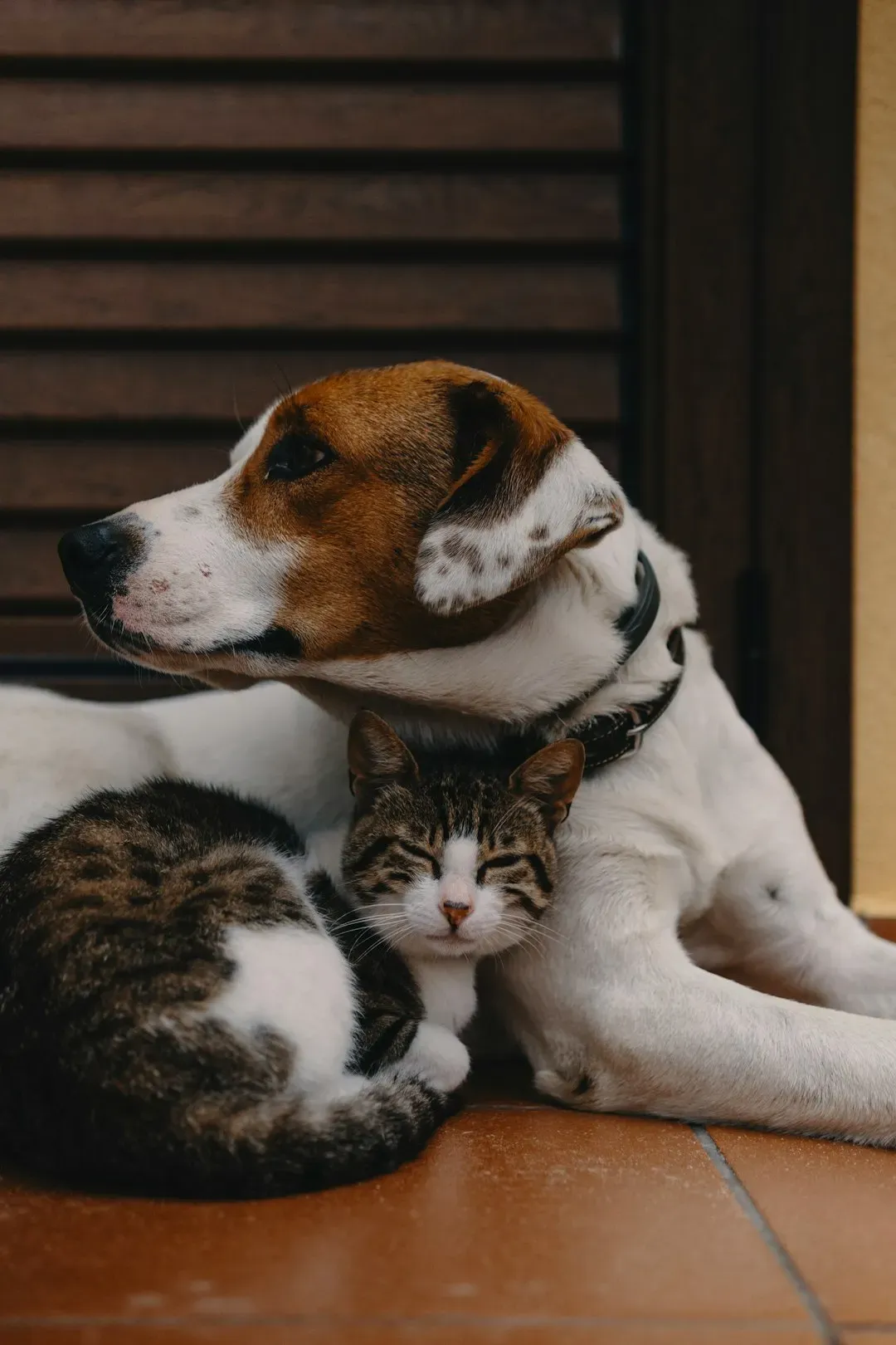Beagles: Pack Mentality Meets Feline Friendship (Image Credits: Unsplash)