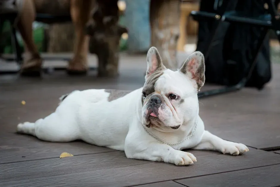 French Bulldog: The Low-Energy, Big-Personality Clown (Image Credits: Pexels)