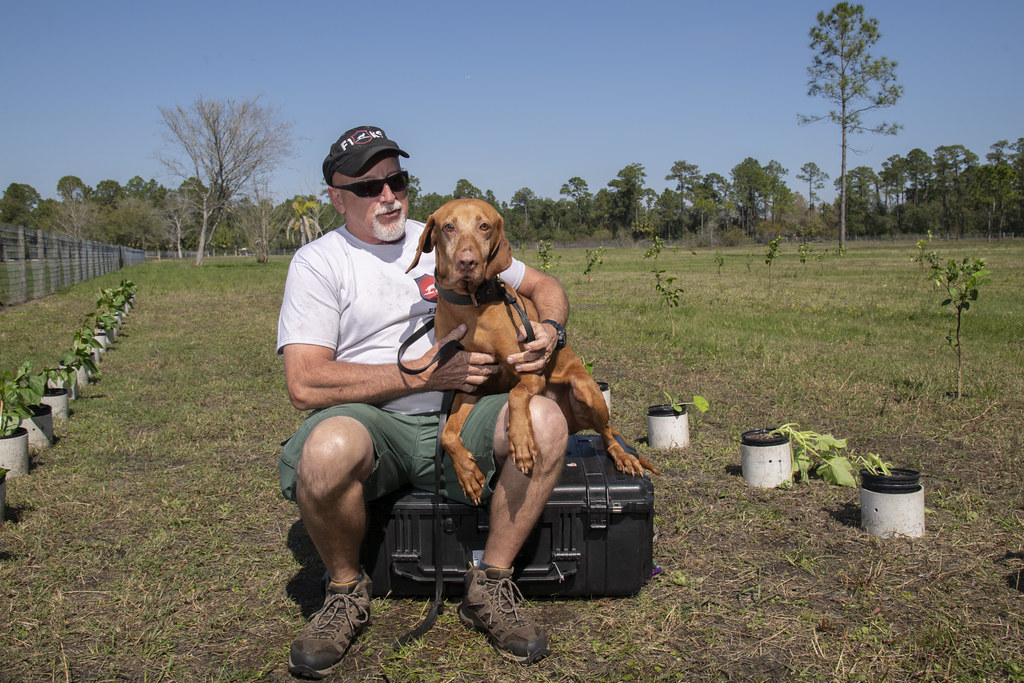 The Vizsla: The Eager Partner (Image Credits: Flickr)