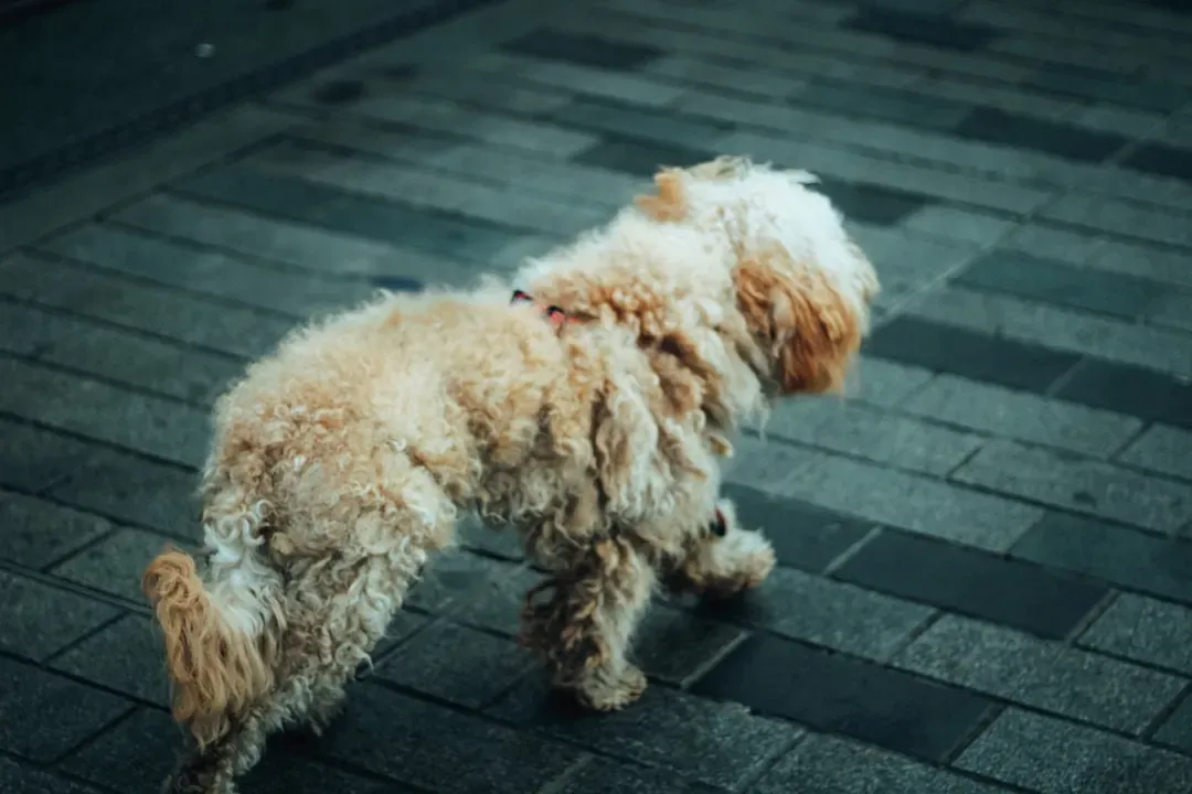 7. Stiffness, Limping, or Moving Like They Ache All Over (Image Credits: Unsplash)