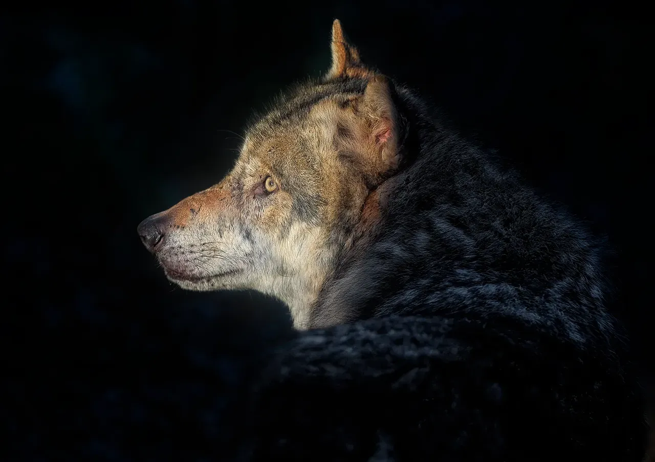 Gemini (May 21 – June 20): The Shape-Shifting Scout Wolf (Image Credits: Pixabay)