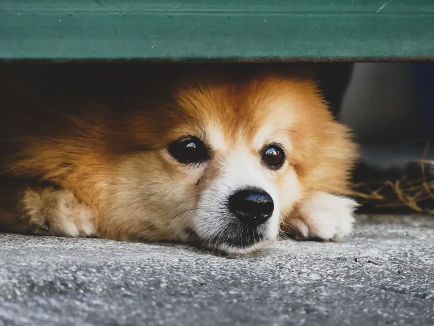 The Role of Anxiety in Mealtime (Image Credits: Pexels)