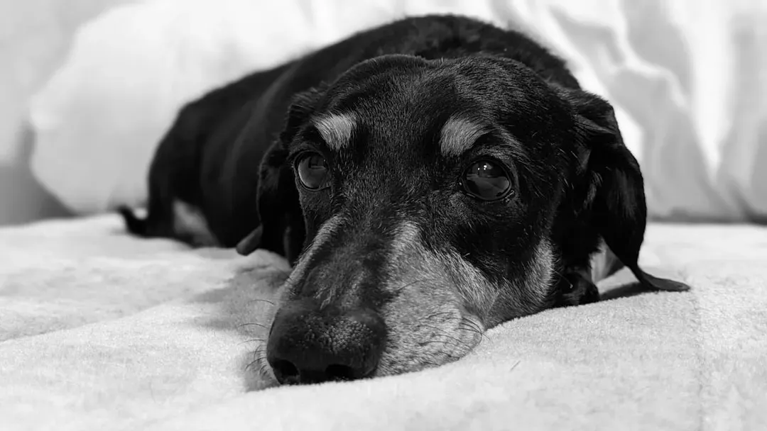 #8: Their Sleep Patterns Completely Shift (Image Credits: Unsplash)