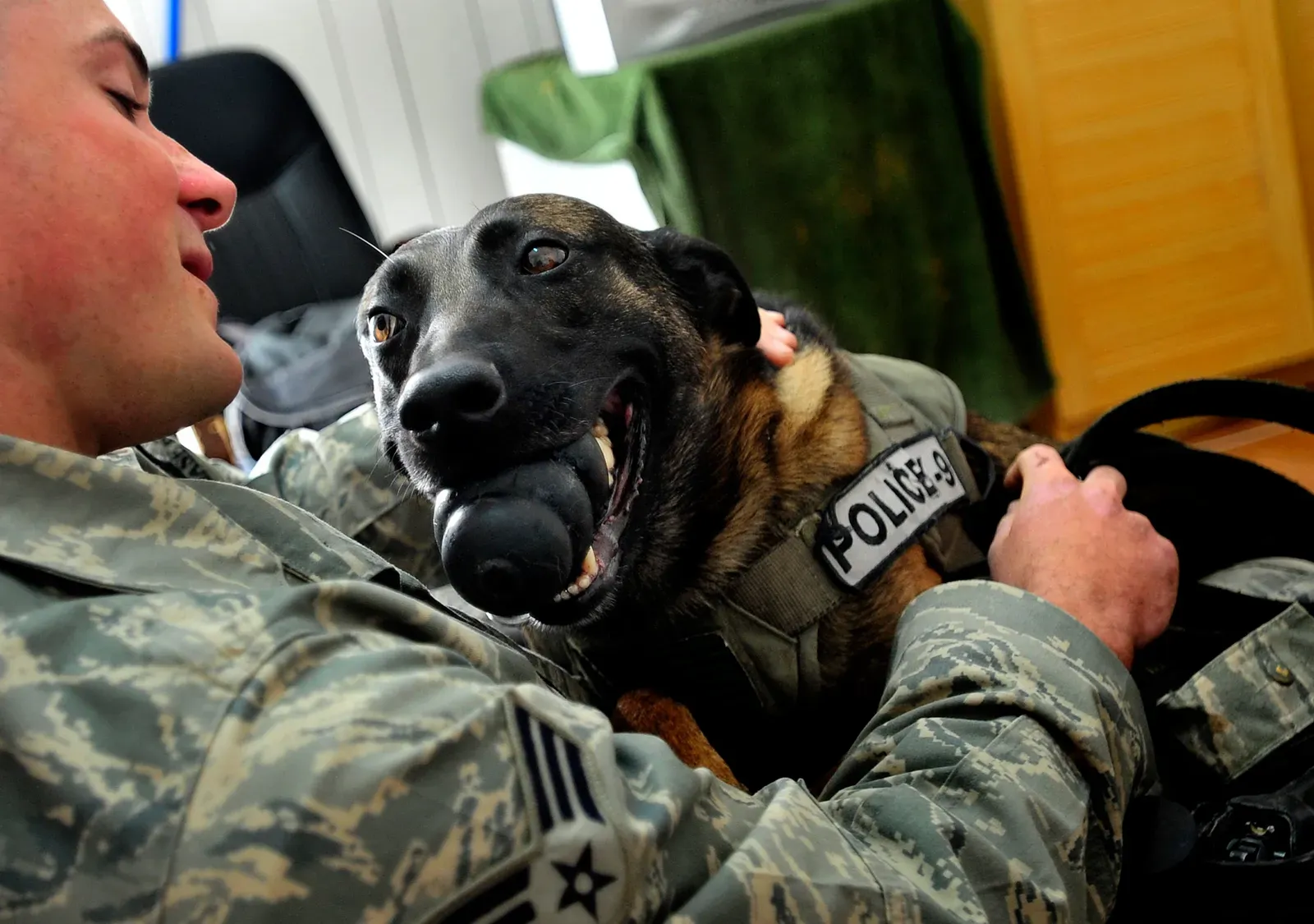 #2 - They Still Seek You Out For Affection (By Master Sgt. Cecilio Ricardo, Public domain)