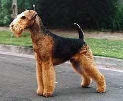 Airedale Terrier: The King of Independence (Image Credits: Wikimedia)