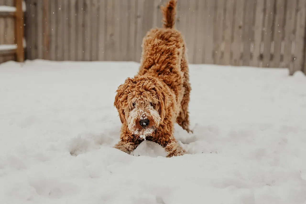 #2 - Tail Position That Speaks Volumes (Image Credits: Pixabay)