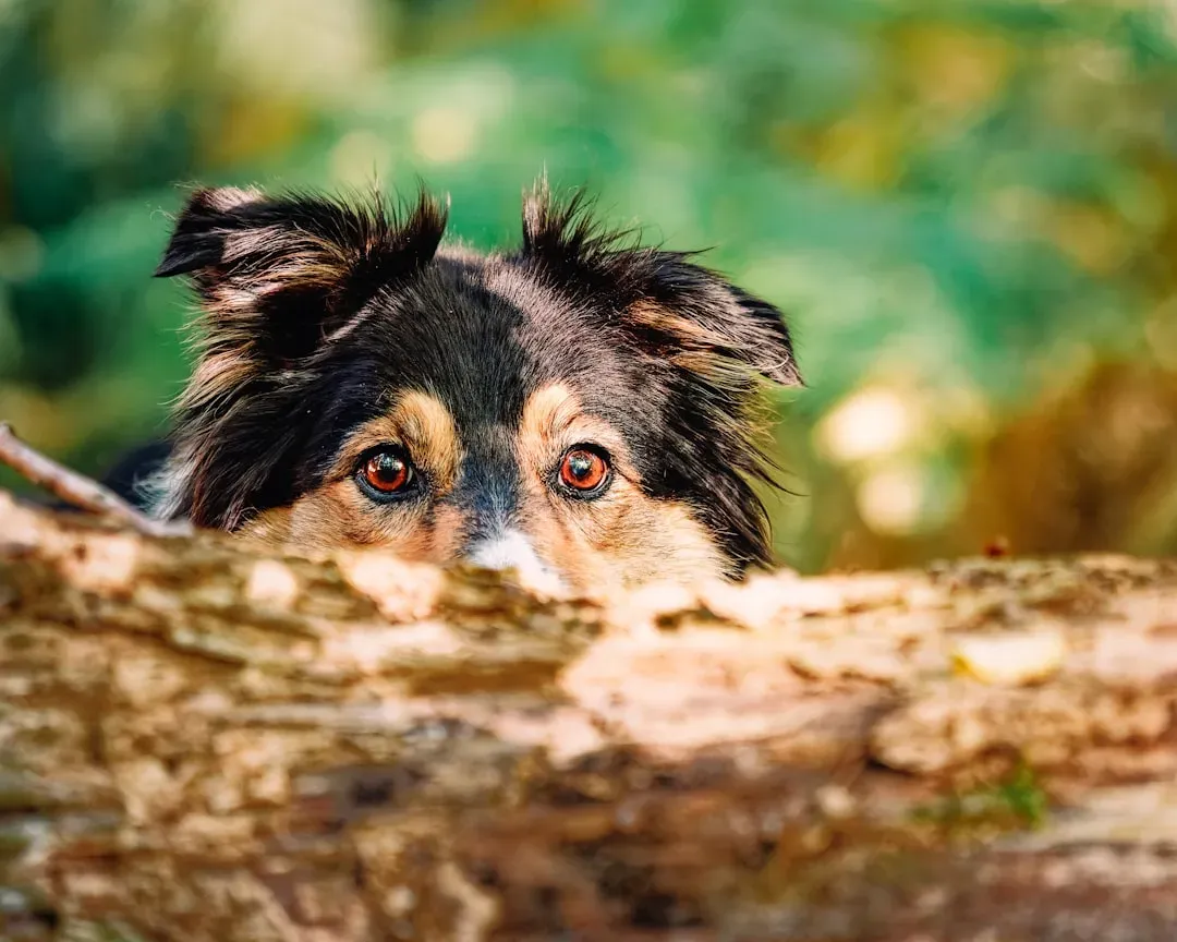 #3: They Cower or Make Themselves Look Smaller Near You (Image Credits: Unsplash)