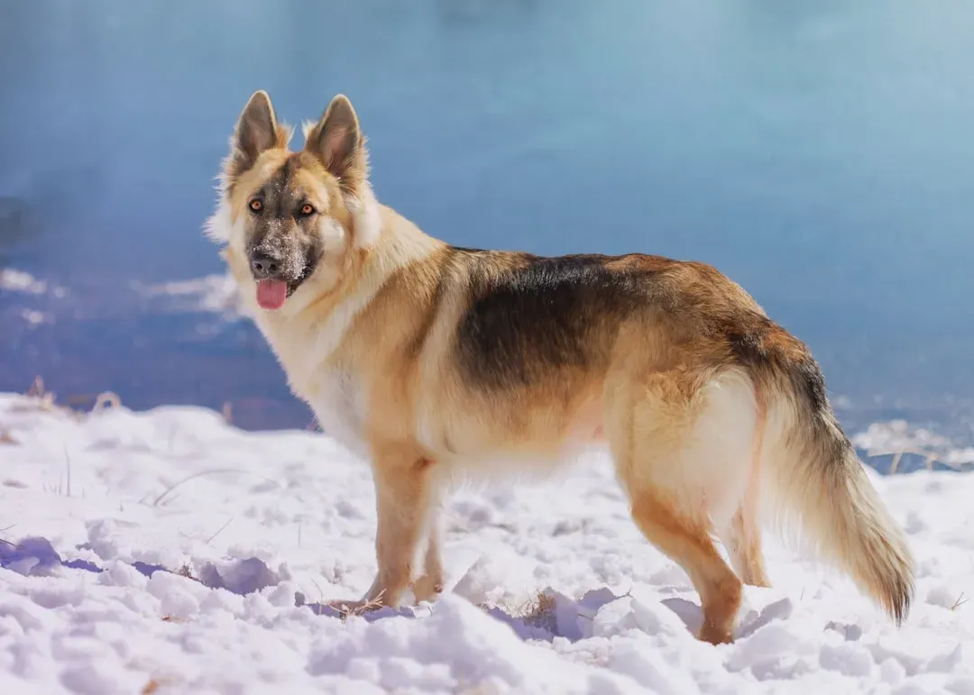 #9. Sagittarius (November 22 – December 21): The Norwegian Lundehund (Image Credits: Unsplash)