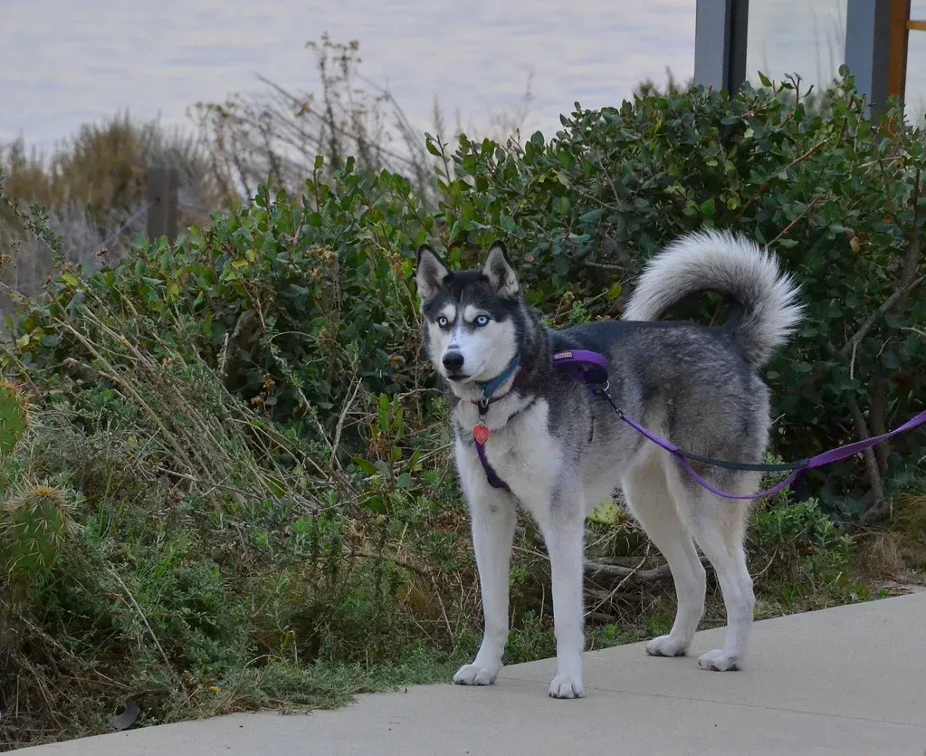 Practical Day-to-Day Life with a Husky in Alabama: A Realistic Picture (tracie7779, Flickr, CC BY-SA 2.0)