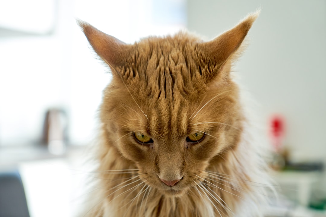 The Halloween Cat Pose: All Fur and Fury (Image Credits: Unsplash)