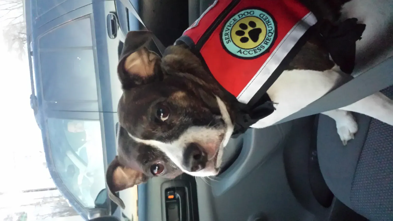 They Detect Health Issues Before You're Aware of Them (Image Credits: Wikimedia)