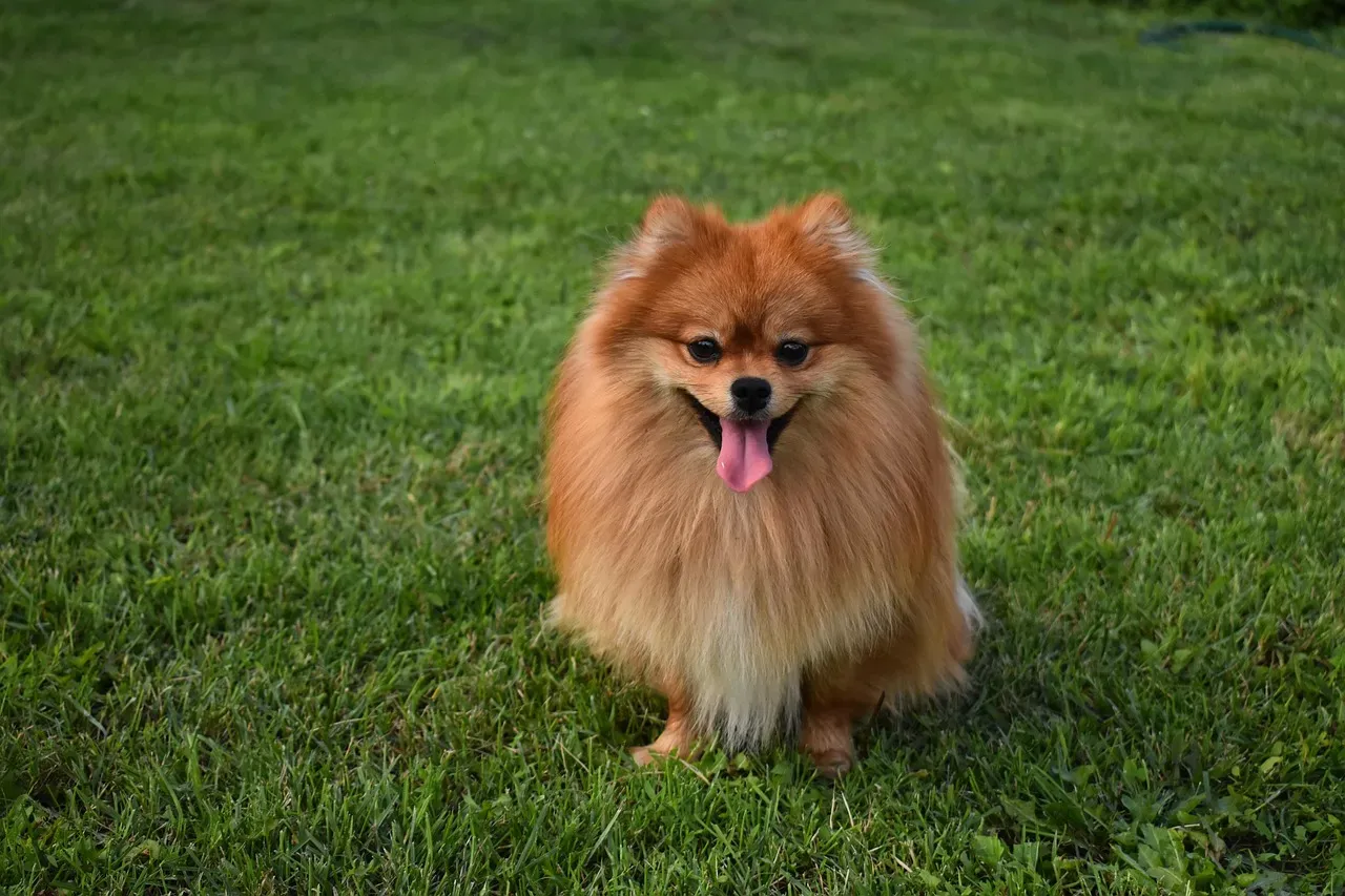 Pomeranian (Image Credits: Pixabay)