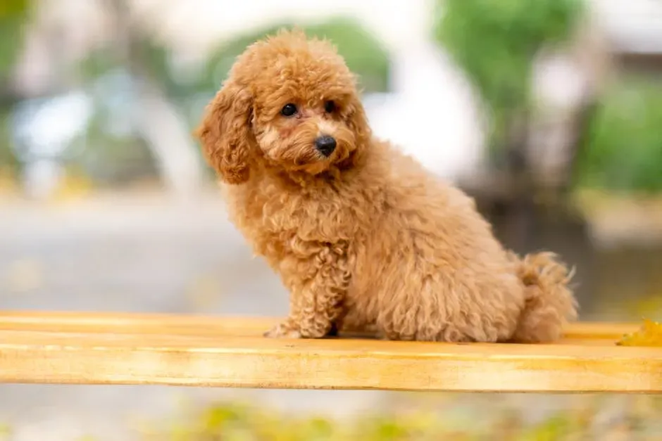 #9. Miniature Poodle (Image Credits: Pexels)