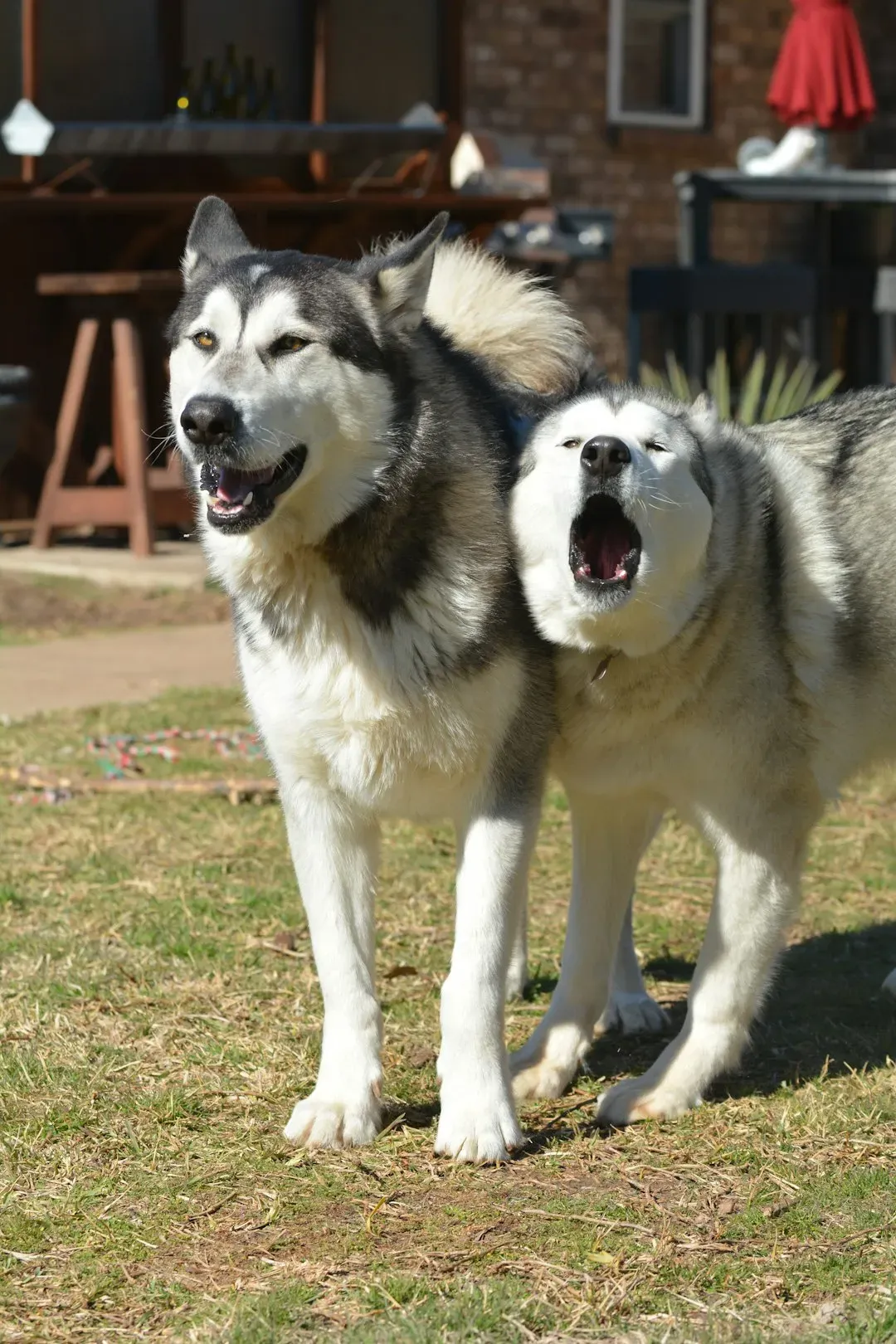 3. Siberian Husky: The Vocal Drama Queen (Image Credits: Unsplash)