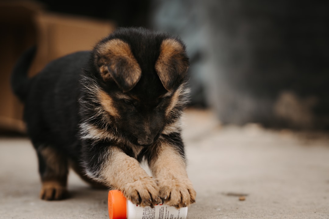 Fire Dogs' Training Challenges and Solutions (Image Credits: Unsplash)