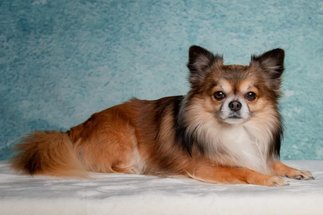 Pisces (February 19 – March 20): Empathic Dreamers Who Feel What Their Dog Feels (Image Credits: Unsplash)