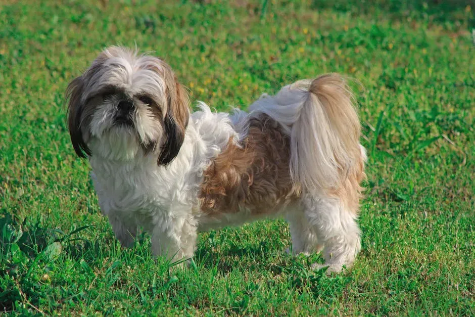 5. Shih Tzu: Adaptable, Calm, and Content to Wait (Image Credits: Pexels)