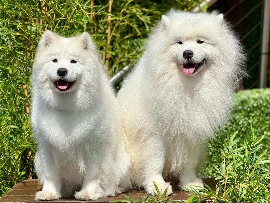 16. Samoyed (Image Credits: Pexels)
