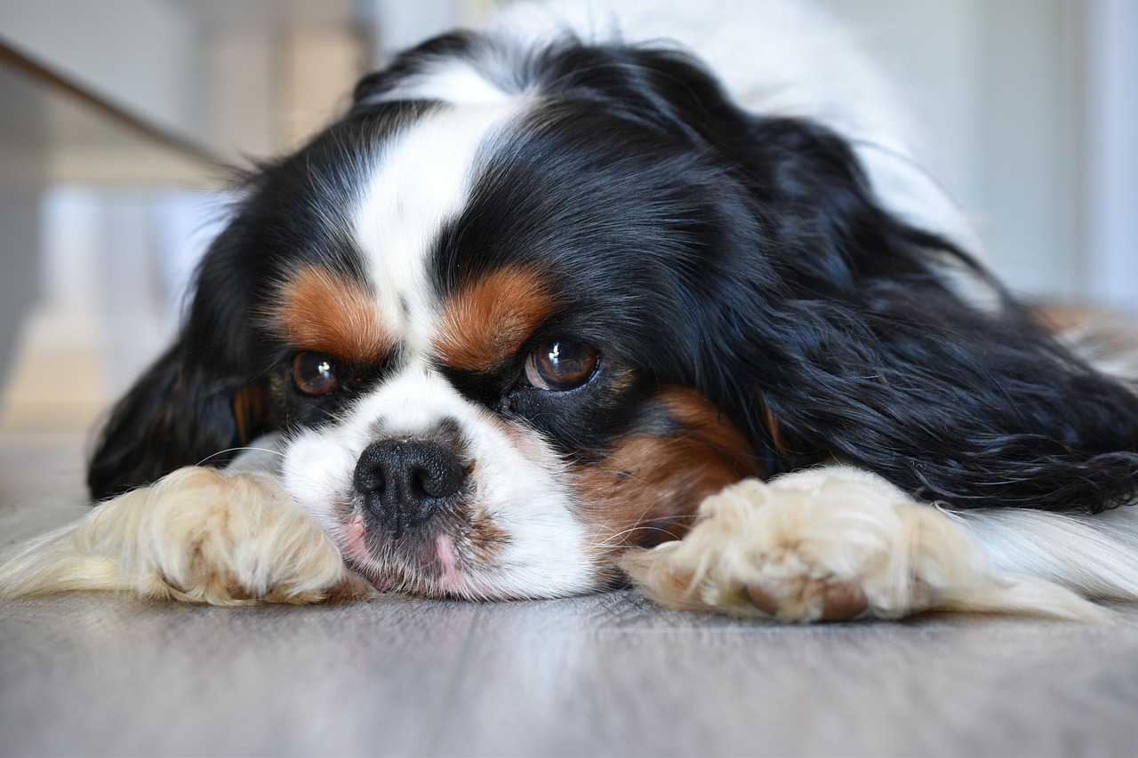 Early Warning Signs Your Dog is Losing Faith (Image Credits: Pixabay)