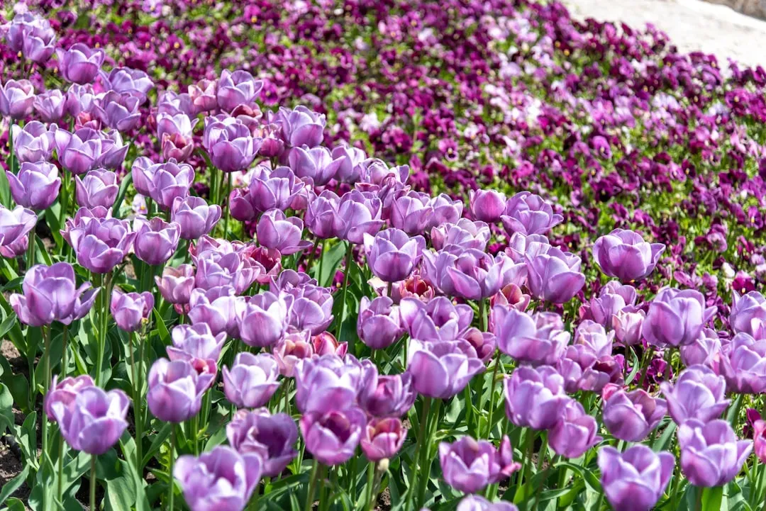 Tulips and Hyacinths: Springtime Hazards (Image Credits: Unsplash)