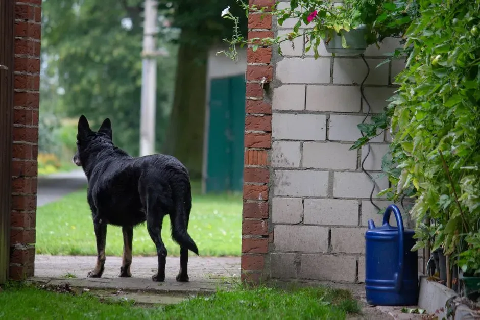 Your Dog Is Reading Your Routine, Not Your Keys (Image Credits: Pexels)