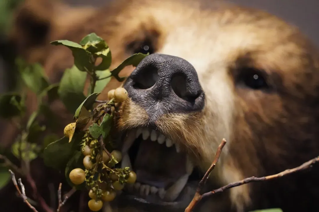 Grapes and Raisins: Tiny Fruits with Devastating Consequences (Image Credits: Unsplash)