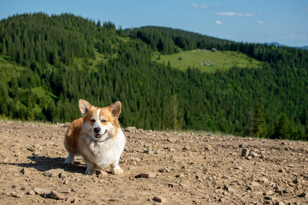Aries Dogs: The Fearless Trailblazers (Image Credits: Unsplash)