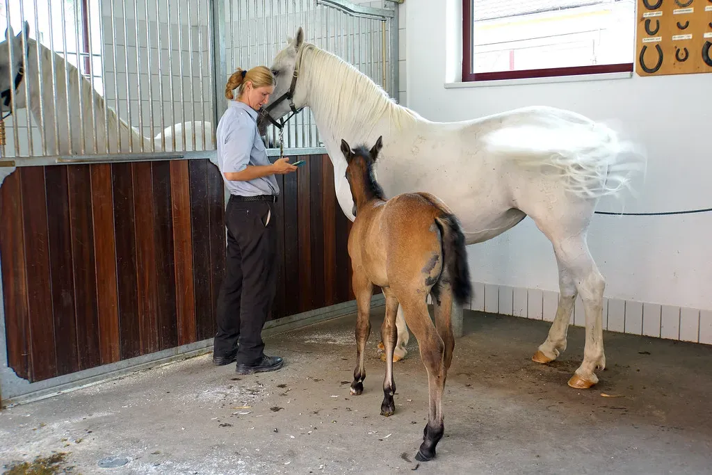 Annual Veterinary and Dental Care Maintains Longevity (Image Credits: Flickr)