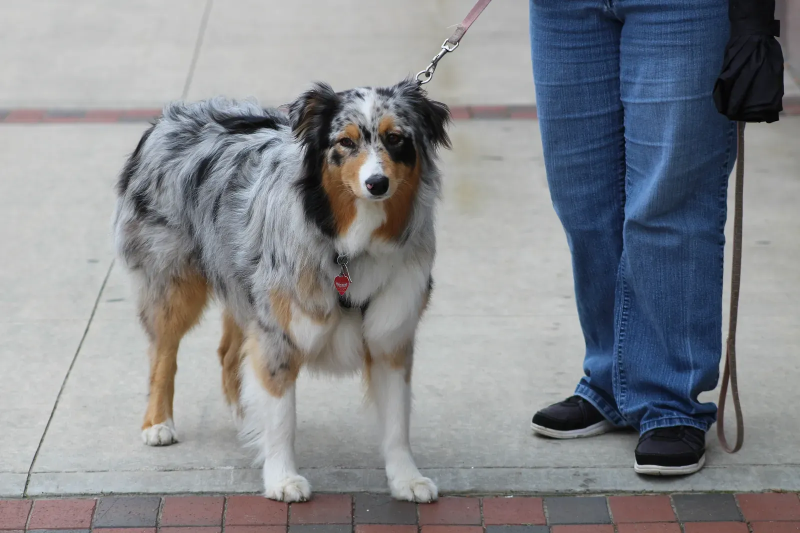 Final Thoughts: The Leash Is Love (Image Credits: Wikimedia)