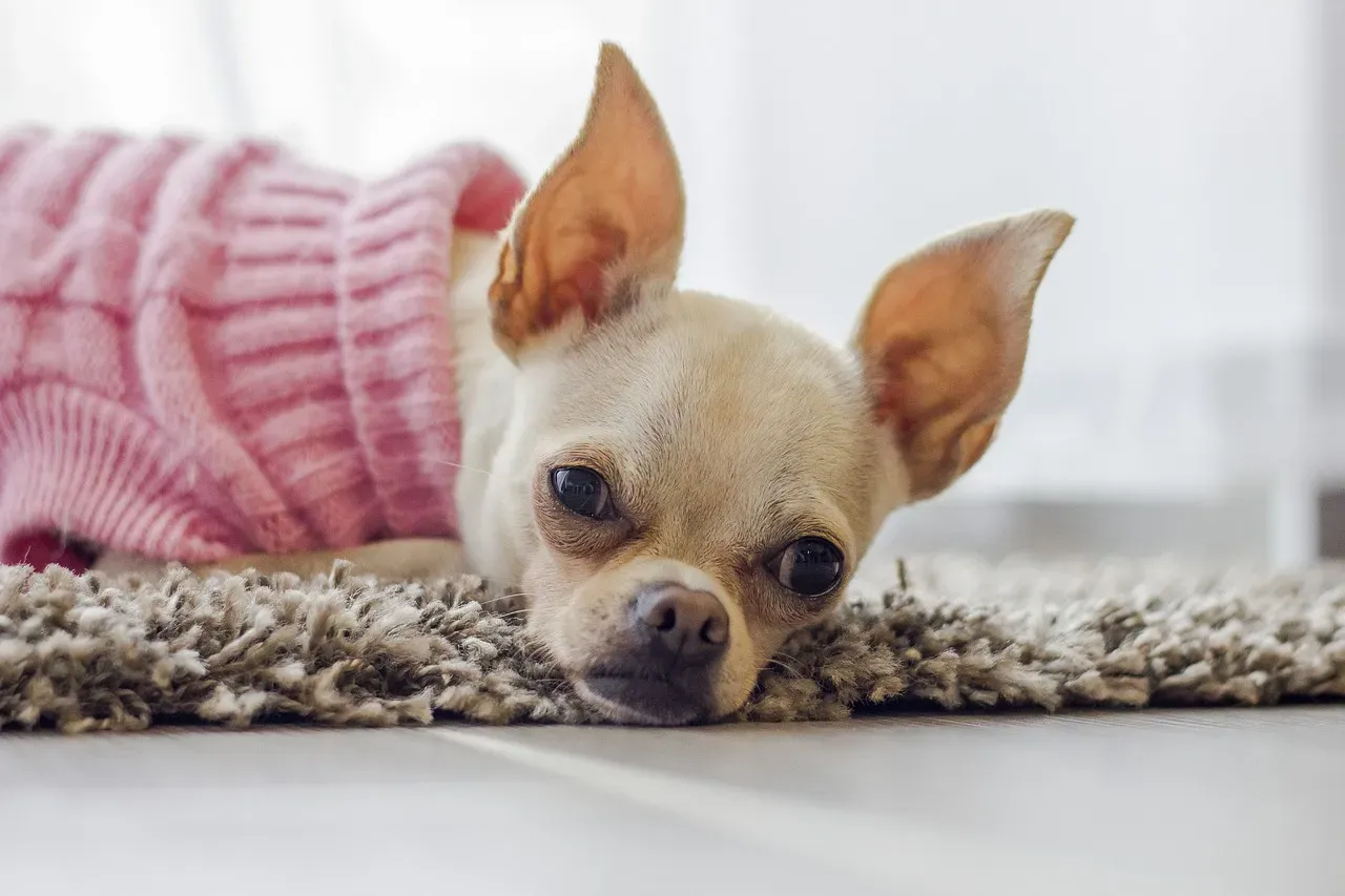 #1 - The Fierce, Illogical, Ride-Or-Die Loyalty You Feel In Your Bones (Image Credits: Pixabay)