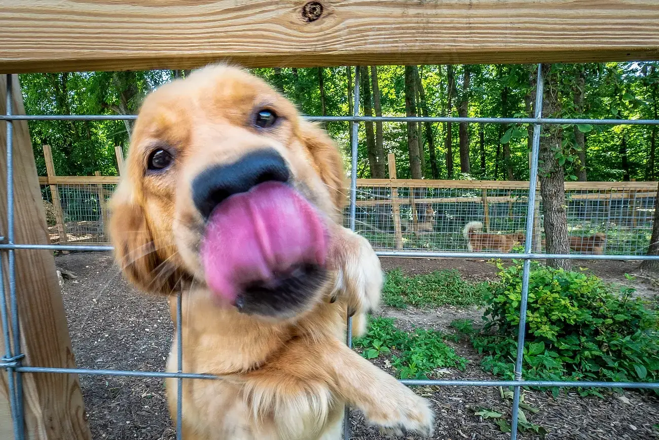 That Strange Lip-Licking When There's No Food Around (Image Credits: Rawpixel)
