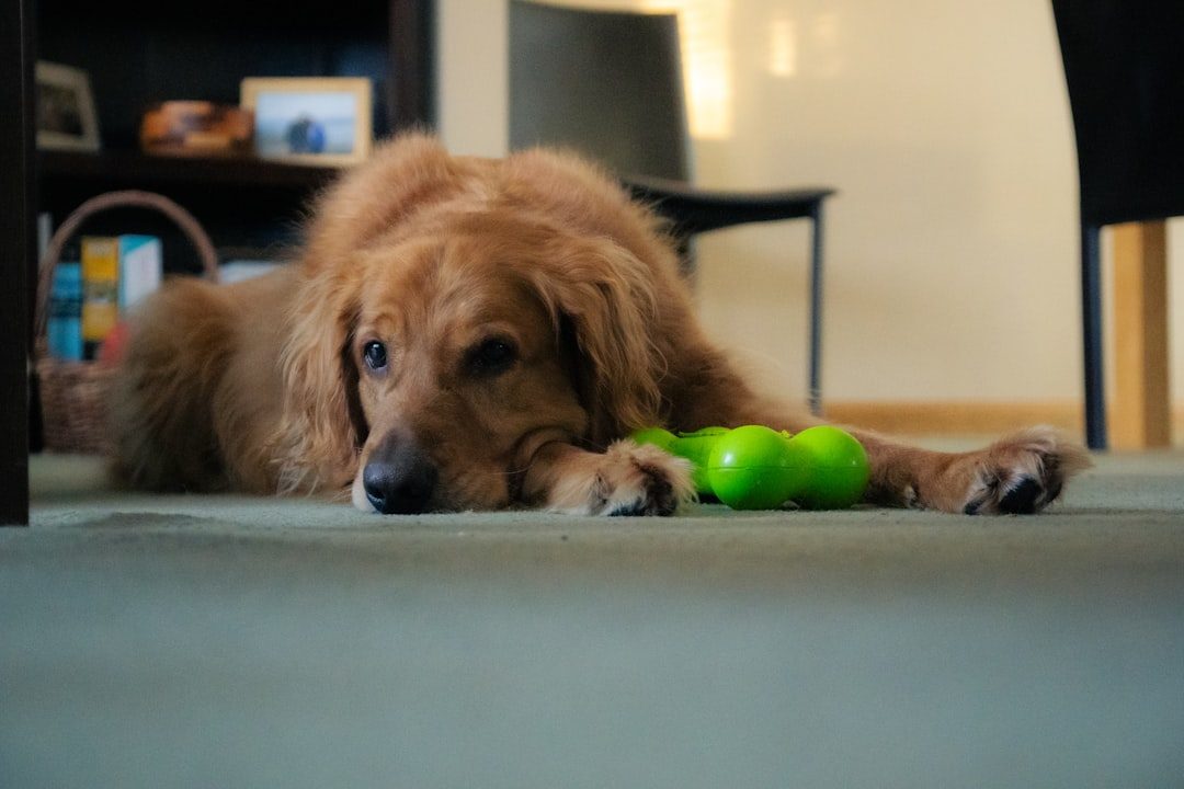 Your Dog Never Learned What Toys Are For (Image Credits: Unsplash)