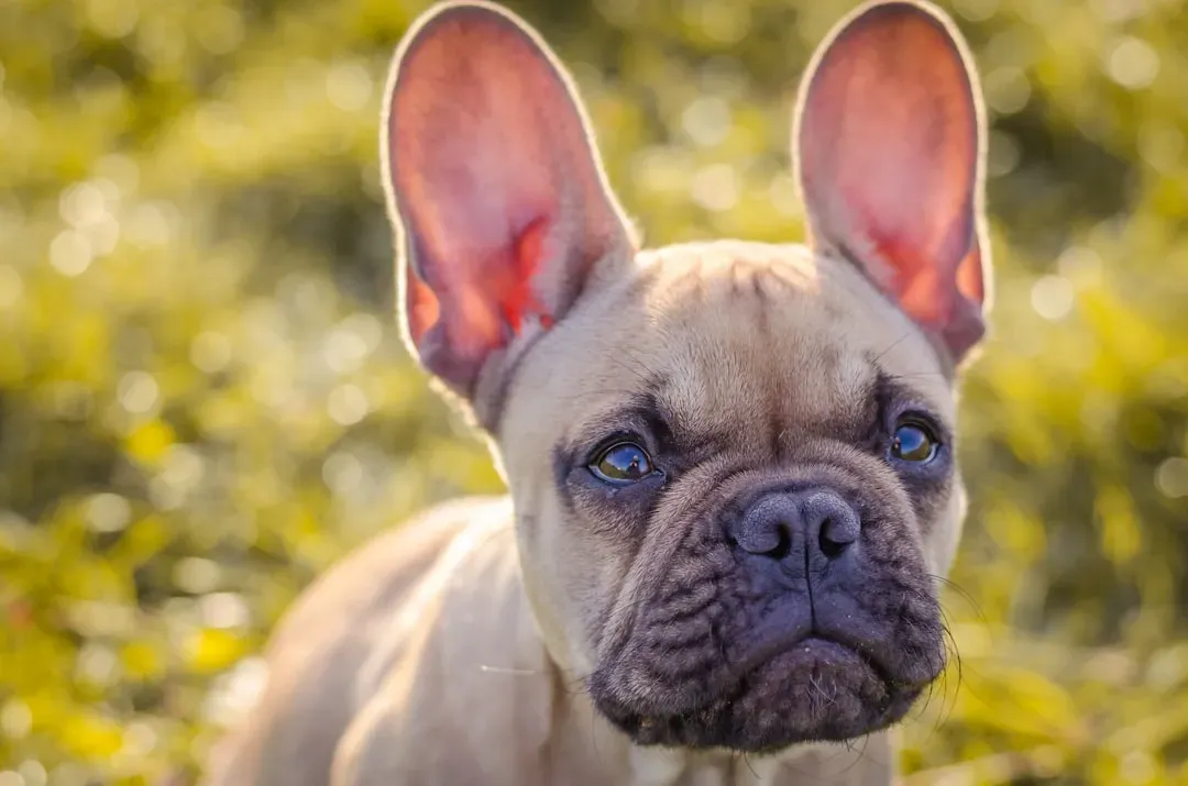 The Hidden World of Your Dog's Super Hearing (Image Credits: Unsplash)