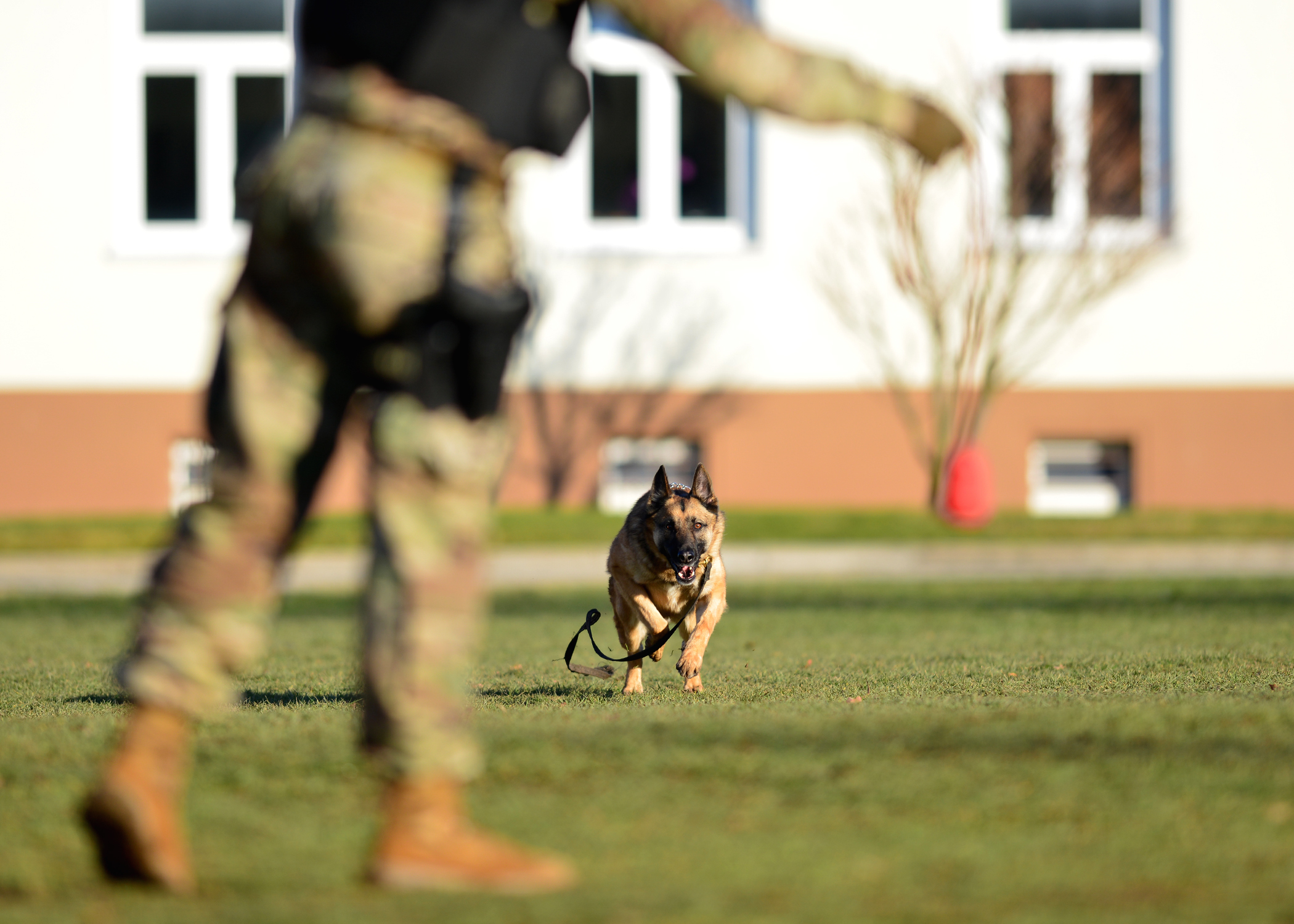 Virgo: The Perfectionist Trainer (Image Credits: Wikimedia)